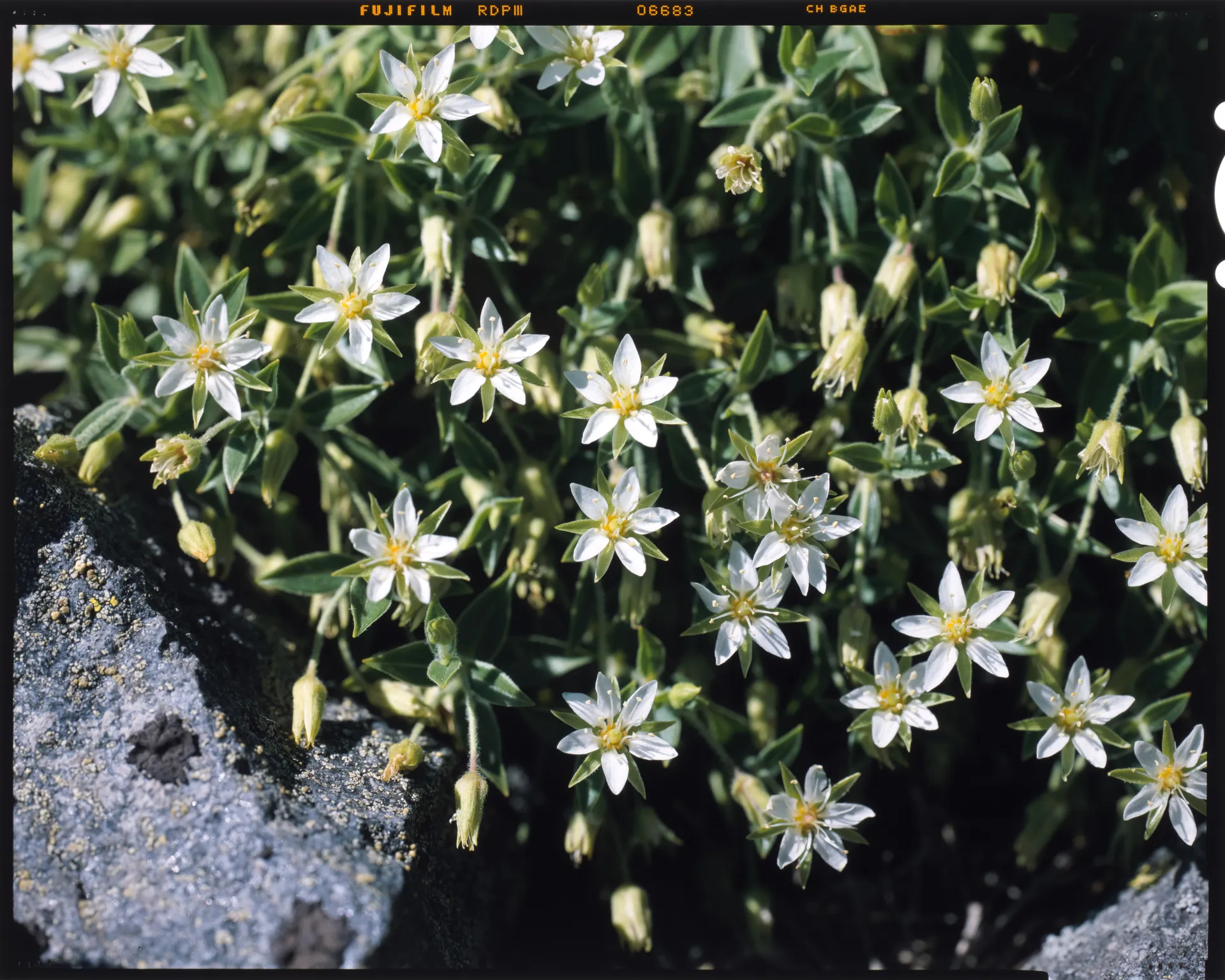 Arenaria merckioides